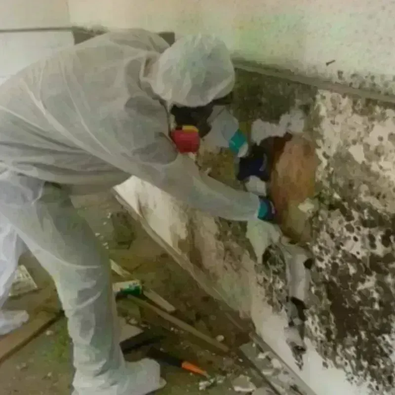 Mold Remediation and Removal in Ford City, PA